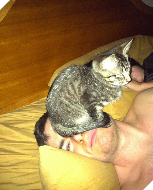 17 minh chứng cho thấy mèo chính là kẻ quấy rầy nhất cái xã hội loài người này 10