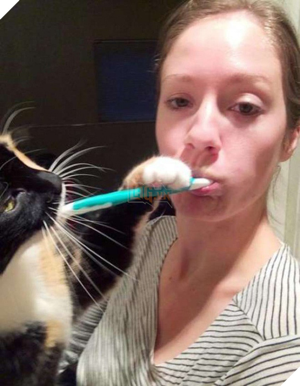 17 minh chứng cho thấy mèo chính là kẻ quấy rầy nhất cái xã hội loài người này 11