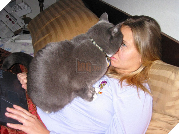 17 minh chứng cho thấy mèo chính là kẻ quấy rầy nhất cái xã hội loài người này 12