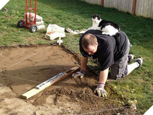 17 minh chứng cho thấy mèo chính là kẻ quấy rầy nhất cái xã hội loài người này 14