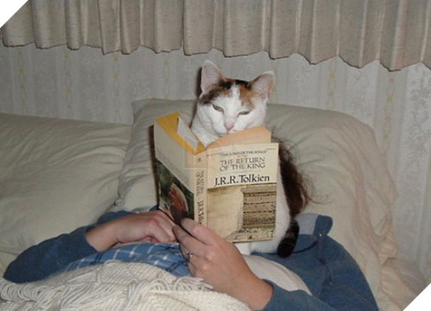 17 minh chứng cho thấy mèo chính là kẻ quấy rầy nhất cái xã hội loài người này 15