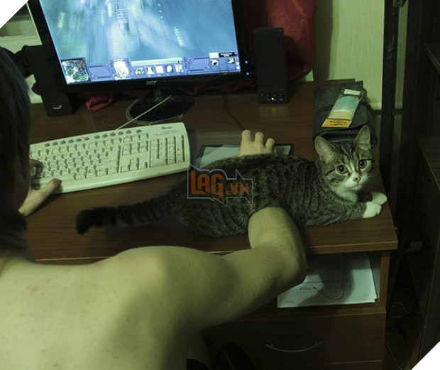 17 minh chứng cho thấy mèo chính là kẻ quấy rầy nhất cái xã hội loài người này 16