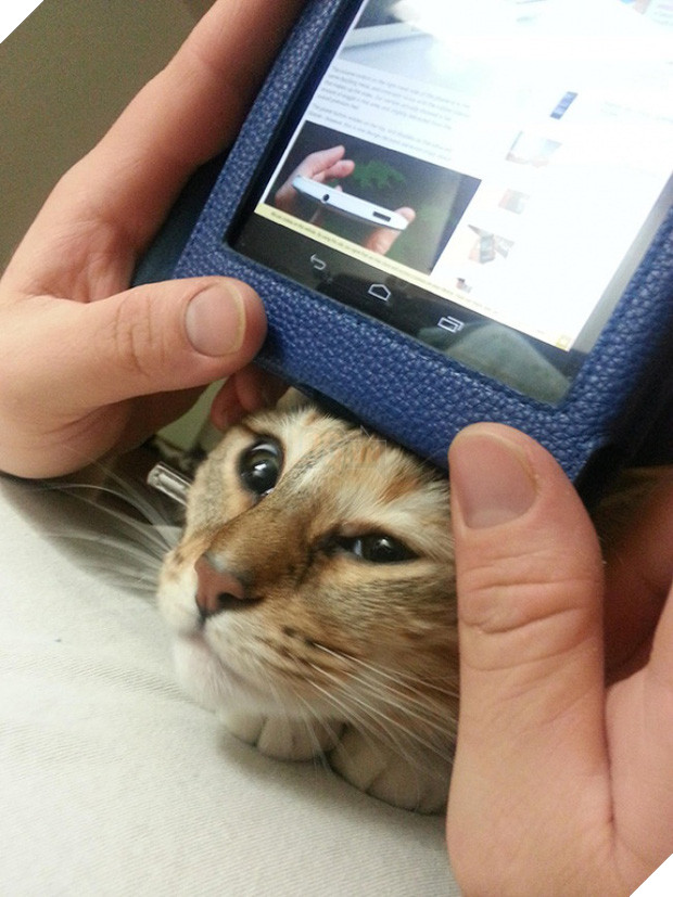 17 minh chứng cho thấy mèo chính là kẻ quấy rầy nhất cái xã hội loài người này 17