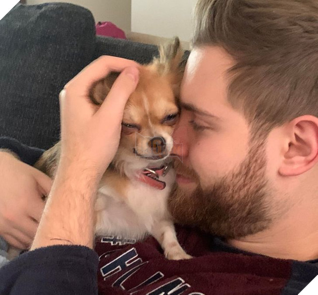 23 hình ảnh các bé Chihuahua có thân hình nhỏ nhưng có tình yêu to lớn với các sen