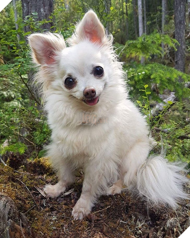 23 hình ảnh các bé Chihuahua có thân hình nhỏ nhưng có tình yêu to lớn với các sen 10