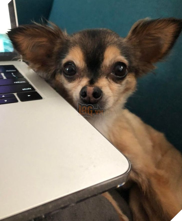 23 hình ảnh các bé Chihuahua có thân hình nhỏ nhưng có tình yêu to lớn với các sen 11