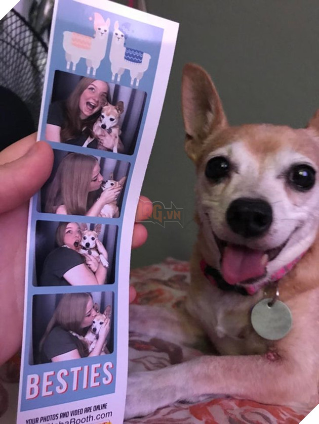 23 hình ảnh các bé Chihuahua có thân hình nhỏ nhưng có tình yêu to lớn với các sen 12