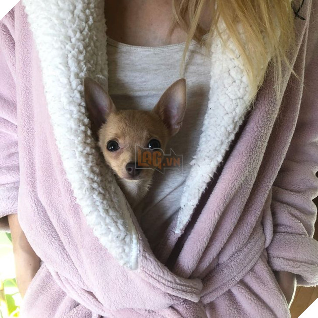 23 hình ảnh các bé Chihuahua có thân hình nhỏ nhưng có tình yêu to lớn với các sen 13