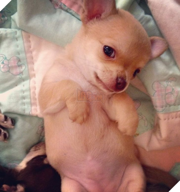 23 hình ảnh các bé Chihuahua có thân hình nhỏ nhưng có tình yêu to lớn với các sen 14