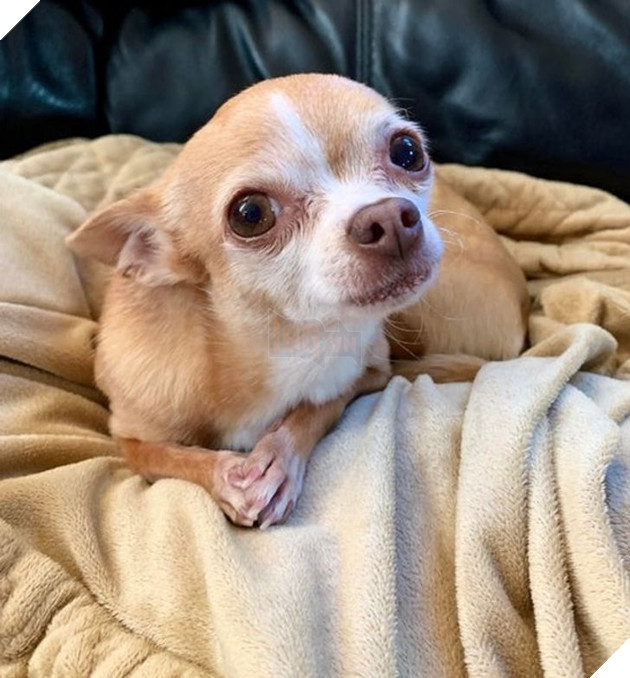 23 hình ảnh các bé Chihuahua có thân hình nhỏ nhưng có tình yêu to lớn với các sen 15