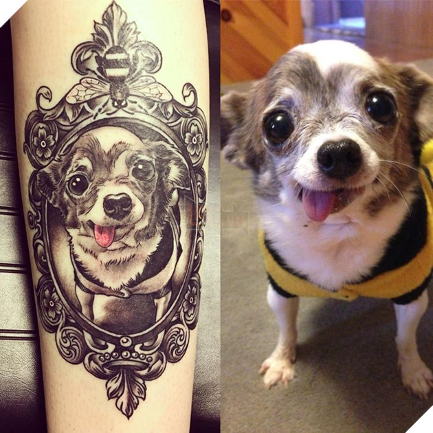 23 hình ảnh các bé Chihuahua có thân hình nhỏ nhưng có tình yêu to lớn với các sen 16