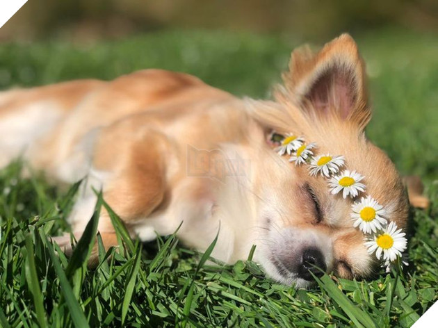 23 hình ảnh các bé Chihuahua có thân hình nhỏ nhưng có tình yêu to lớn với các sen 17