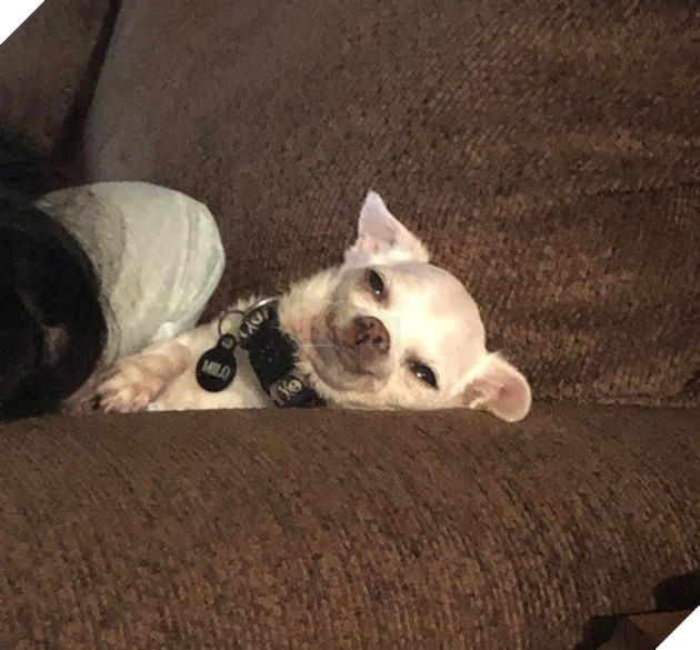 23 hình ảnh các bé Chihuahua có thân hình nhỏ nhưng có tình yêu to lớn với các sen 18