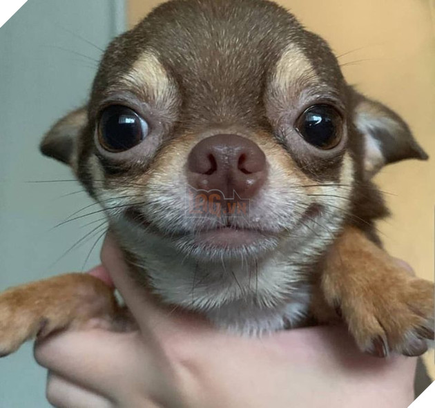 23 hình ảnh các bé Chihuahua có thân hình nhỏ nhưng có tình yêu to lớn với các sen 19