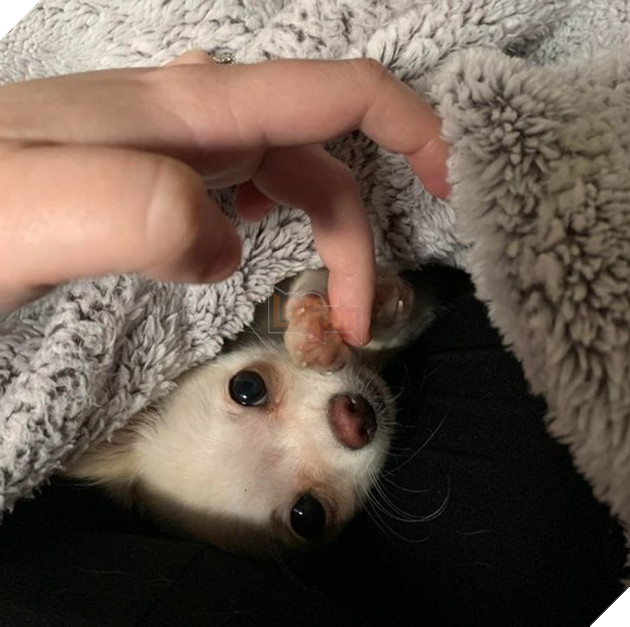 23 hình ảnh các bé Chihuahua có thân hình nhỏ nhưng có tình yêu to lớn với các sen 2