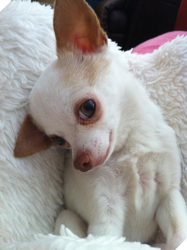 23 hình ảnh các bé Chihuahua có thân hình nhỏ nhưng có tình yêu to lớn với các sen 20