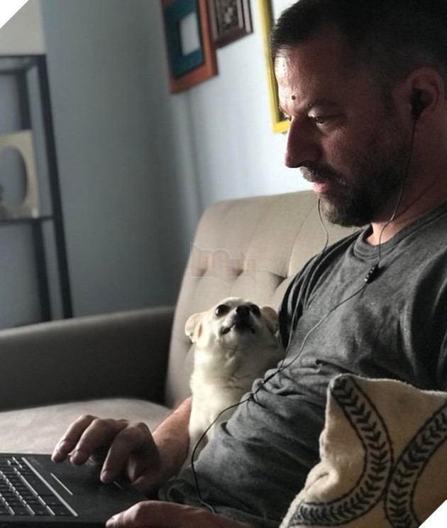 23 hình ảnh các bé Chihuahua có thân hình nhỏ nhưng có tình yêu to lớn với các sen 21