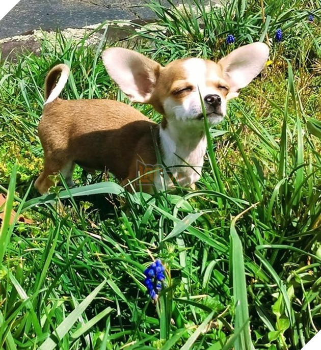 23 hình ảnh các bé Chihuahua có thân hình nhỏ nhưng có tình yêu to lớn với các sen 22