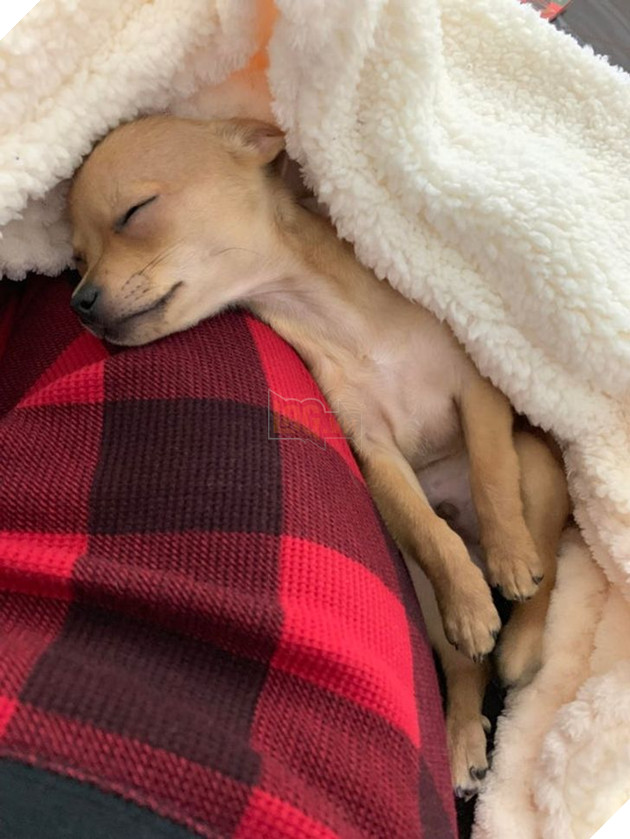 23 hình ảnh các bé Chihuahua có thân hình nhỏ nhưng có tình yêu to lớn với các sen 23