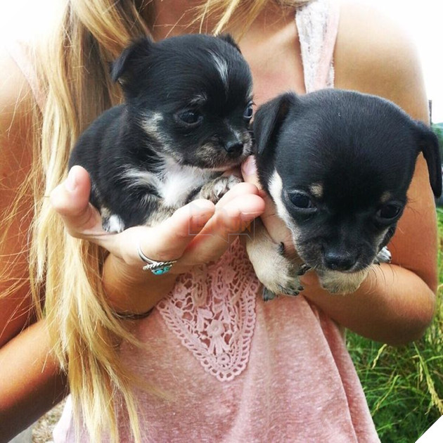 23 hình ảnh các bé Chihuahua có thân hình nhỏ nhưng có tình yêu to lớn với các sen 3