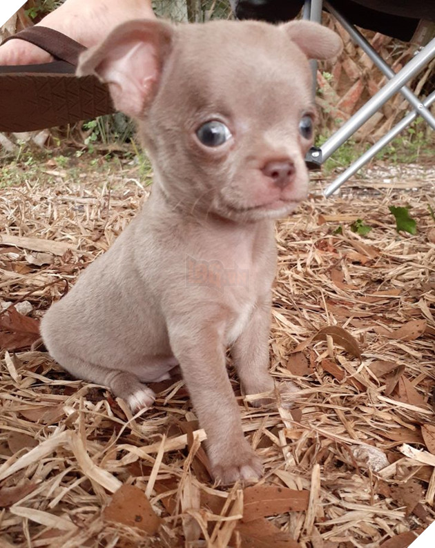 23 hình ảnh các bé Chihuahua có thân hình nhỏ nhưng có tình yêu to lớn với các sen 4