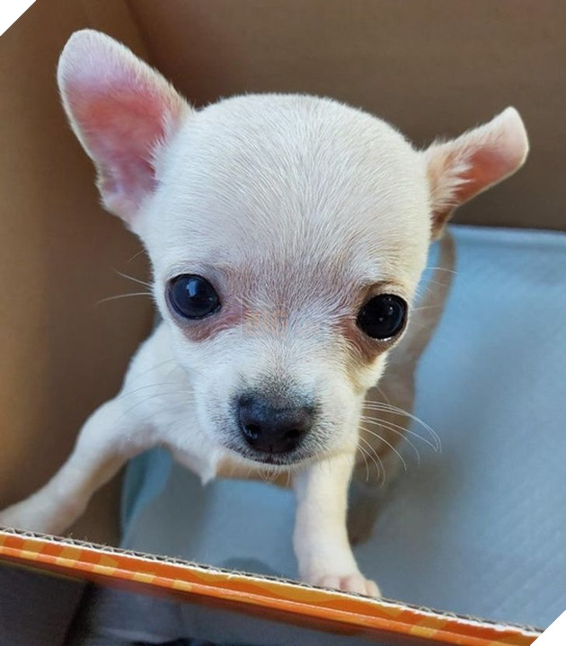 23 hình ảnh các bé Chihuahua có thân hình nhỏ nhưng có tình yêu to lớn với các sen 5