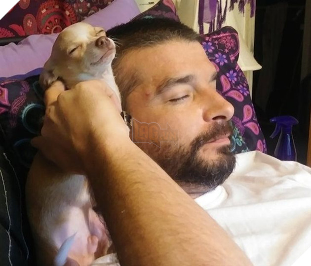 23 hình ảnh các bé Chihuahua có thân hình nhỏ nhưng có tình yêu to lớn với các sen 6