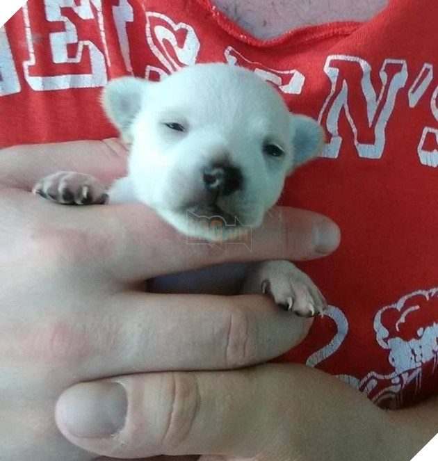 23 hình ảnh các bé Chihuahua có thân hình nhỏ nhưng có tình yêu to lớn với các sen 7