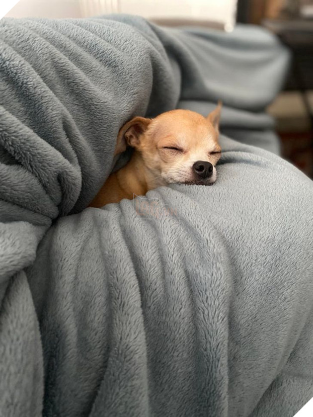 23 hình ảnh các bé Chihuahua có thân hình nhỏ nhưng có tình yêu to lớn với các sen 8