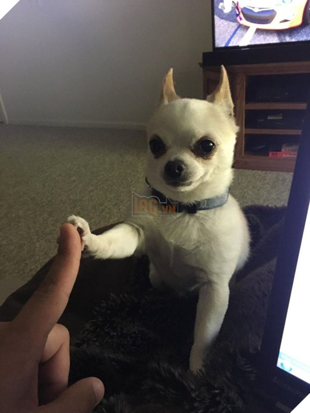 23 hình ảnh các bé Chihuahua có thân hình nhỏ nhưng có tình yêu to lớn với các sen 9