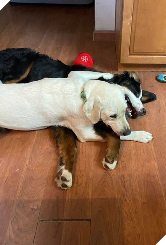 15 hình ảnh của các loài động vật cho thấy tình bạn là món quà tuyệt vời nhất của cuộc đời 14