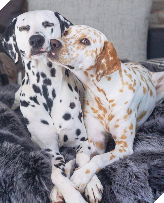 15 hình ảnh của các loài động vật cho thấy tình bạn là món quà tuyệt vời nhất của cuộc đời 9