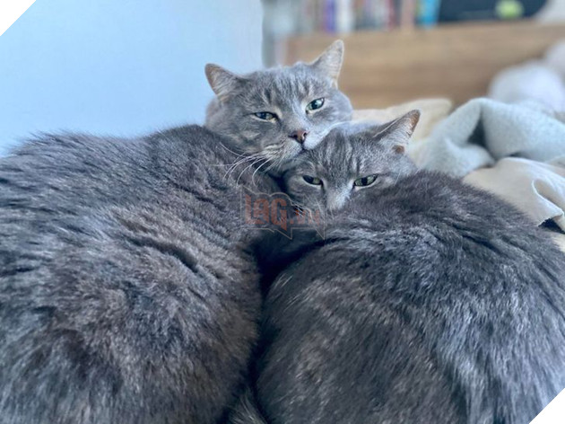 15 hình ảnh của các loài động vật cho thấy tình bạn là món quà tuyệt vời nhất của cuộc đời 12