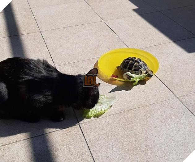 15 hình ảnh của các loài động vật cho thấy tình bạn là món quà tuyệt vời nhất của cuộc đời 11