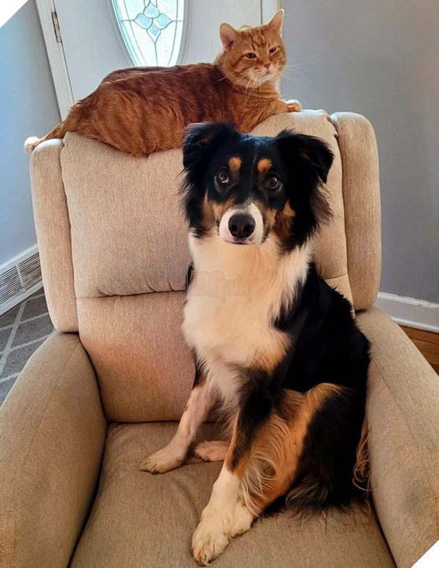 15 hình ảnh của các loài động vật cho thấy tình bạn là món quà tuyệt vời nhất của cuộc đời 4