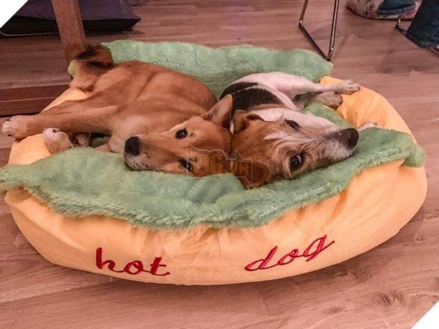 15 hình ảnh của các loài động vật cho thấy tình bạn là món quà tuyệt vời nhất của cuộc đời 7