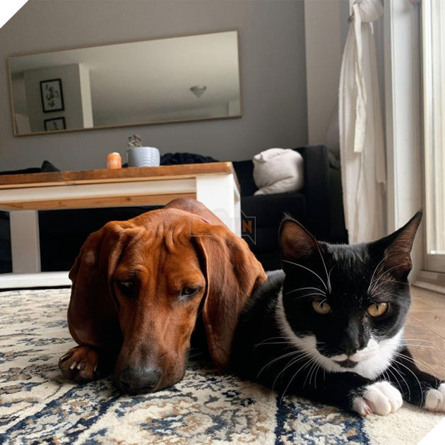 15 hình ảnh của các loài động vật cho thấy tình bạn là món quà tuyệt vời nhất của cuộc đời 17