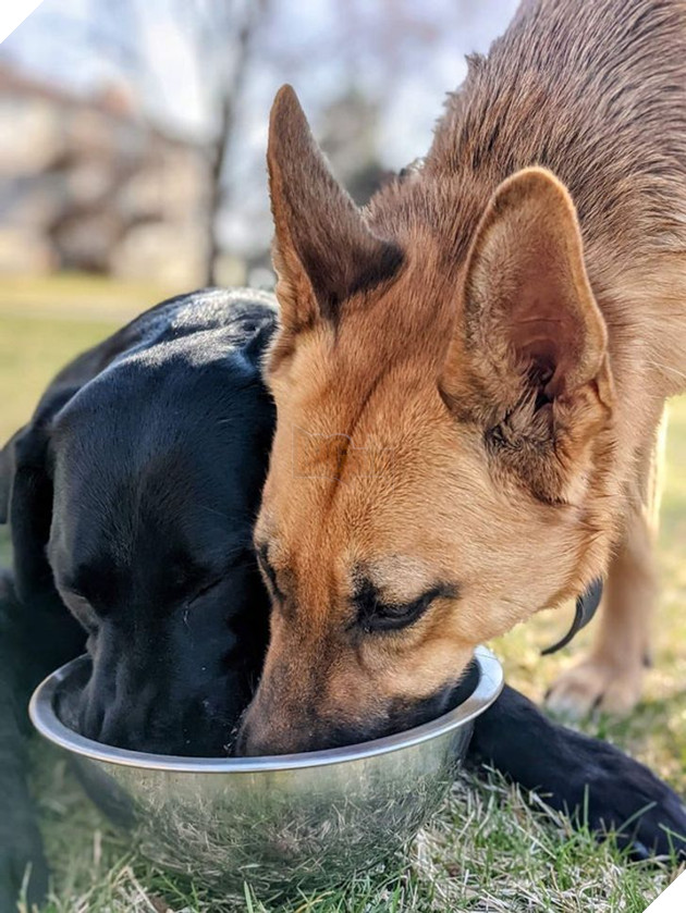 15 hình ảnh của các loài động vật cho thấy tình bạn là món quà tuyệt vời nhất của cuộc đời 19