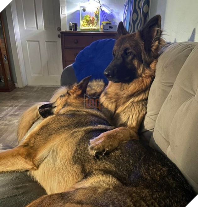 15 hình ảnh của các loài động vật cho thấy tình bạn là món quà tuyệt vời nhất của cuộc đời 3