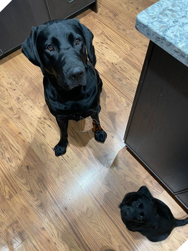 15 hình ảnh của các loài động vật cho thấy tình bạn là món quà tuyệt vời nhất của cuộc đời 18