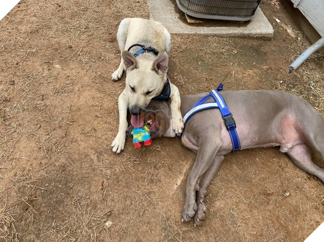 15 hình ảnh của các loài động vật cho thấy tình bạn là món quà tuyệt vời nhất của cuộc đời 16