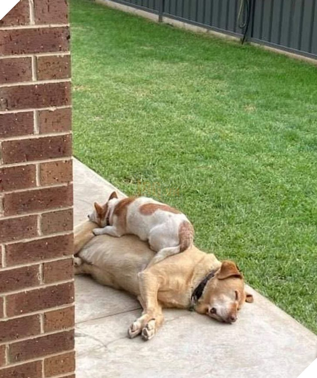 15 hình ảnh của các loài động vật cho thấy tình bạn là món quà tuyệt vời nhất của cuộc đời