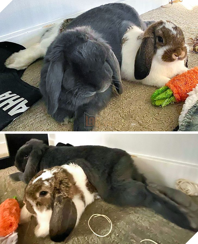 15 hình ảnh của các loài động vật cho thấy tình bạn là món quà tuyệt vời nhất của cuộc đời 15