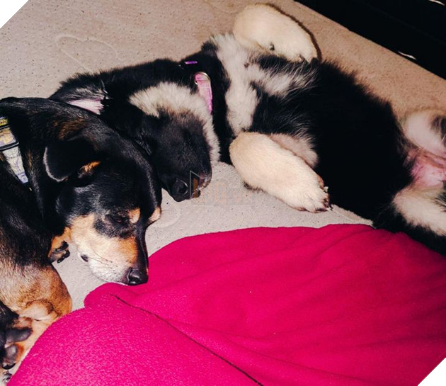 15 hình ảnh của các loài động vật cho thấy tình bạn là món quà tuyệt vời nhất của cuộc đời 13