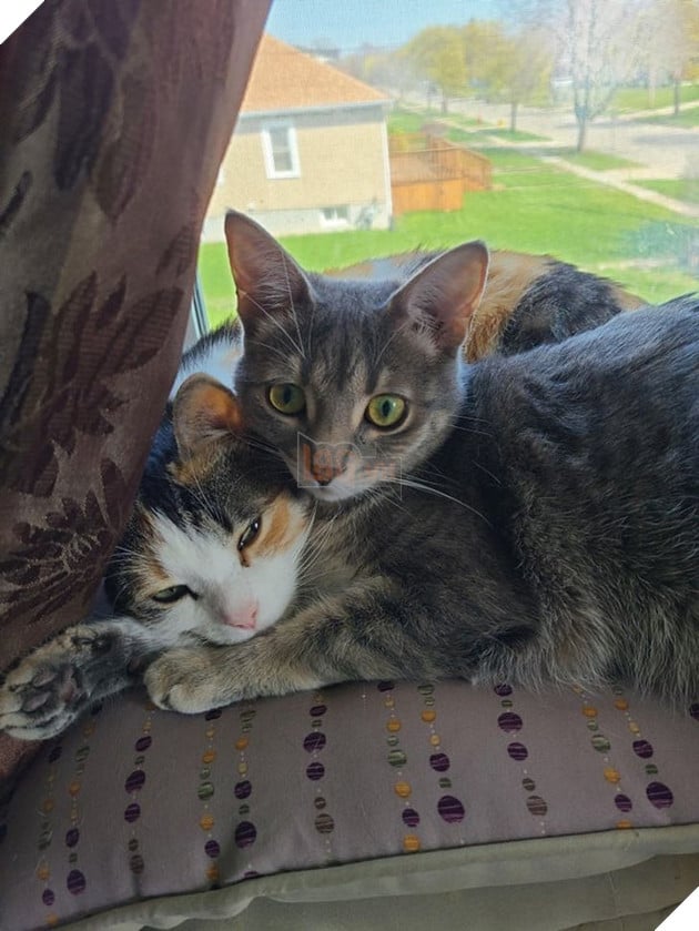 15 hình ảnh của các loài động vật cho thấy tình bạn là món quà tuyệt vời nhất của cuộc đời 6