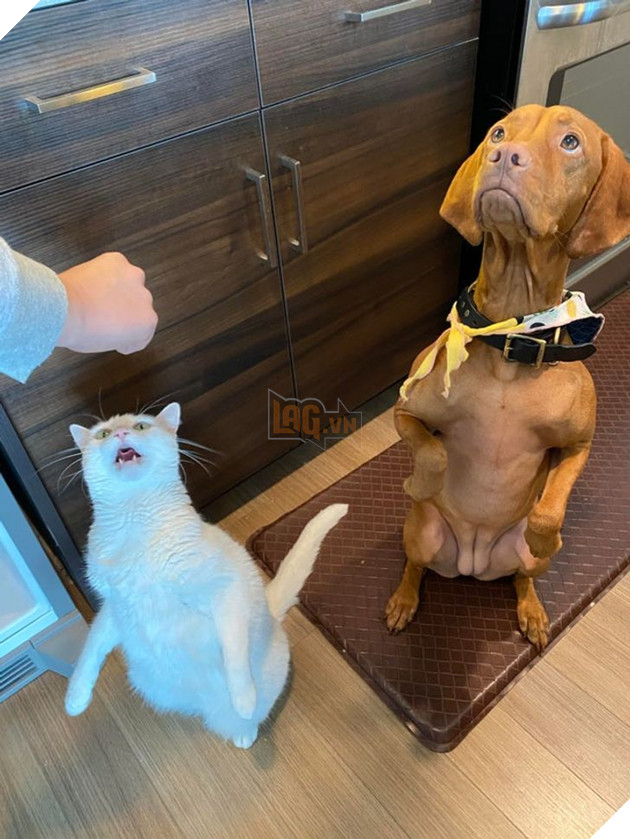 15 hình ảnh của các loài động vật cho thấy tình bạn là món quà tuyệt vời nhất của cuộc đời 5