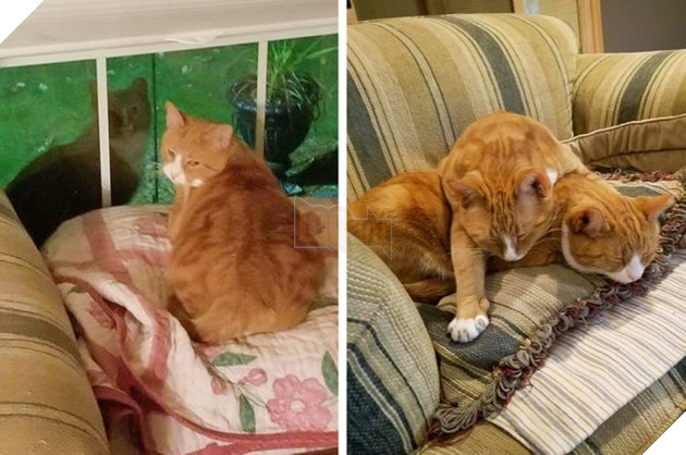 15 hình ảnh của các loài động vật cho thấy tình bạn là món quà tuyệt vời nhất của cuộc đời 10