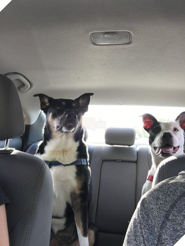 15 hình ảnh của các loài động vật cho thấy tình bạn là món quà tuyệt vời nhất của cuộc đời 8