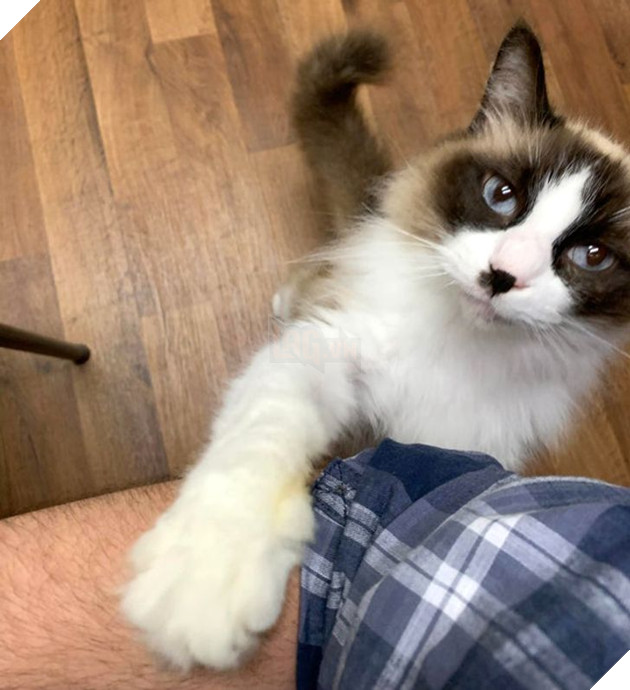 20 bức ảnh về cuộc đời của các bé chó mèo hoang được sen tốt bụng nhận về nuôi khiến bạn thấy ấm lòng