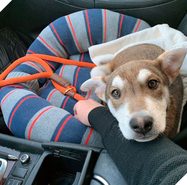 20 bức ảnh về cuộc đời của các bé chó mèo hoang được sen tốt bụng nhận về nuôi khiến bạn thấy ấm lòng 10